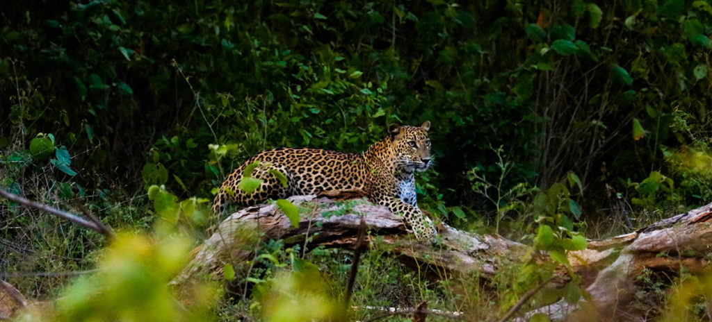 Safari Anecdotes: 3 Cubs Go In For a Kill