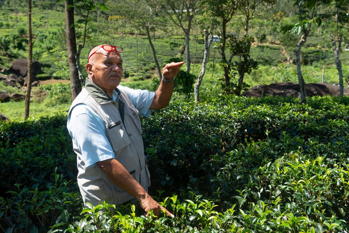 Ceylon Tea Trails