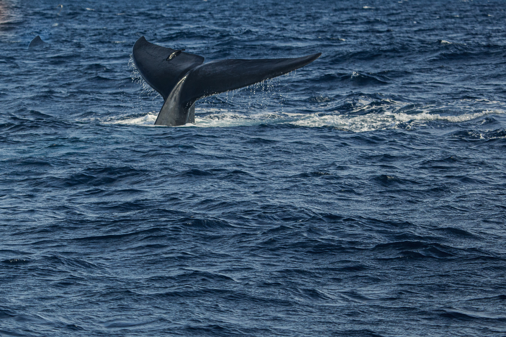 whale in the sea