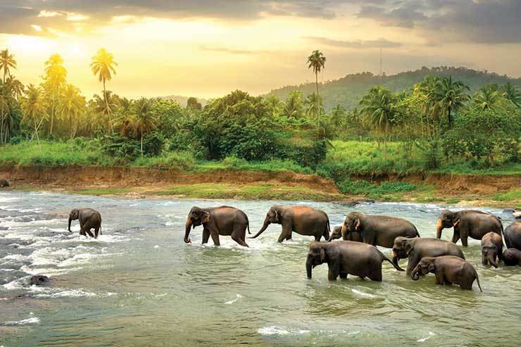 Travelers to visit Sri Lanka