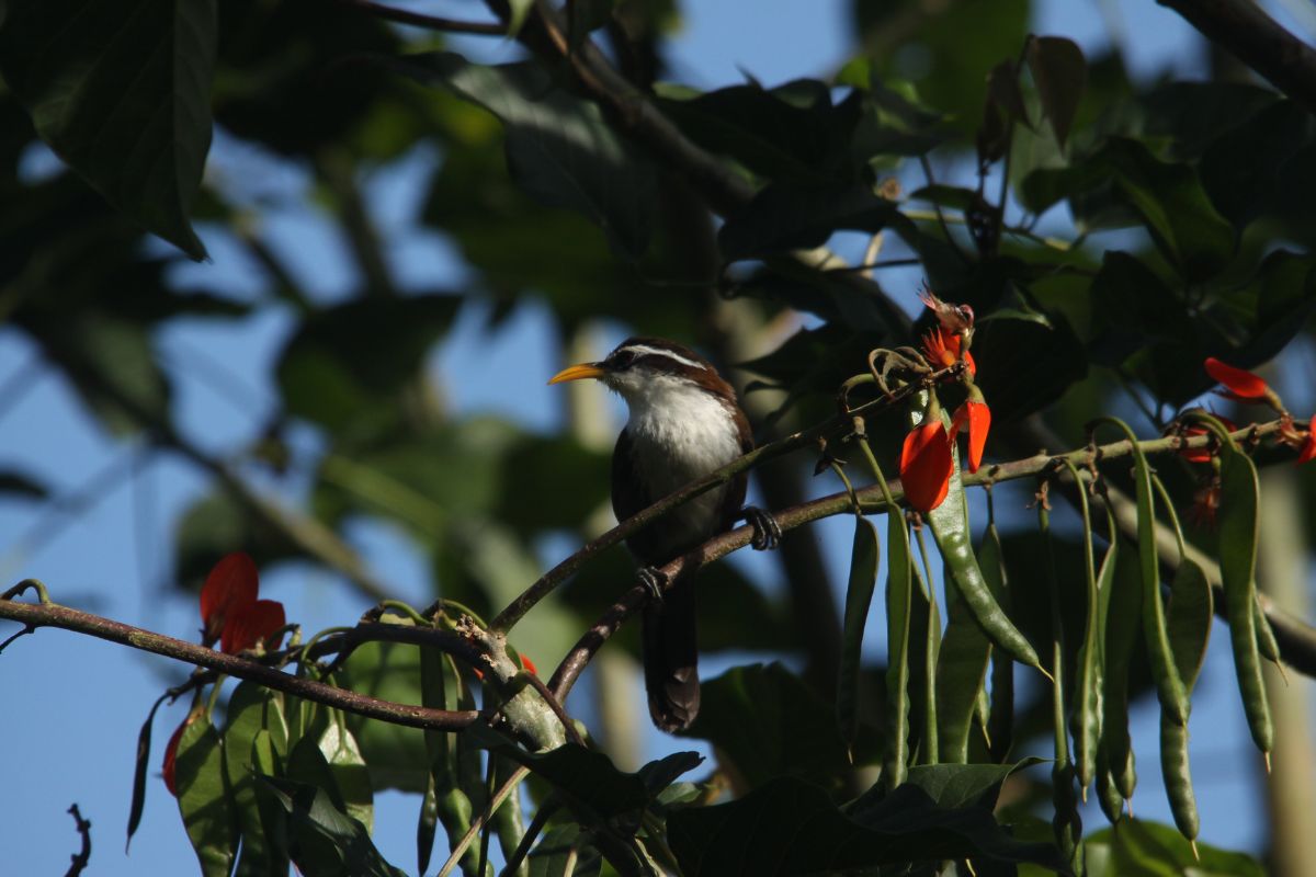 Ceylon Tea Trails 