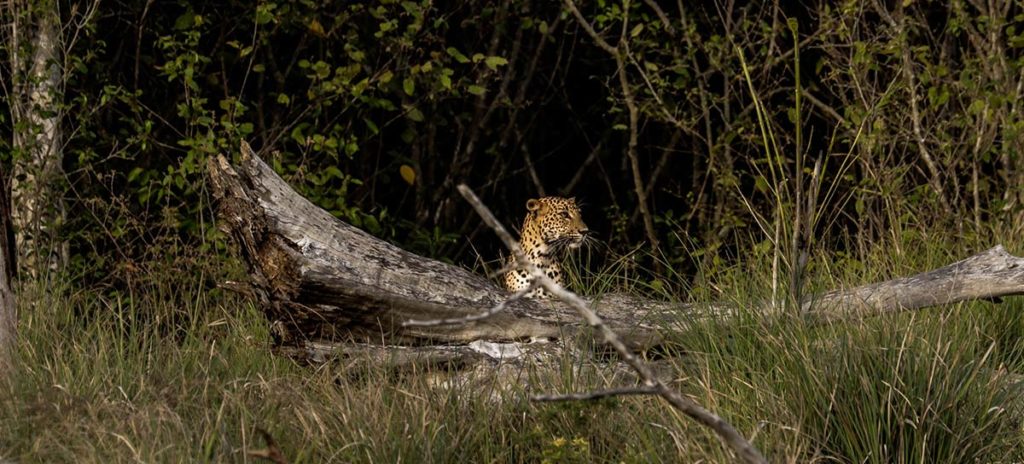 Safari Anecdotes: 3 Cubs Go In For a Kill