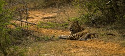Yala’s Leopard Personalities