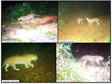 Leopard and Biodiversity