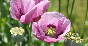 Tea and Opium Liquid