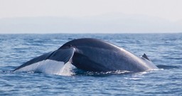 The Best Times to Visit Sr Lanka