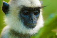 The-Curious-Behaviour-of-Grey-Langurs