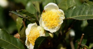 Tea and Opium Liquid