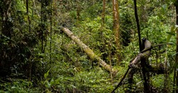 The-Best-Times-to-Visit-Sri-Lankac