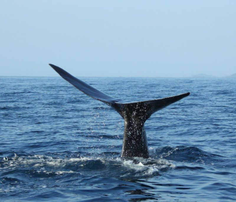 Cape Whale Expedition – Ocean Safari