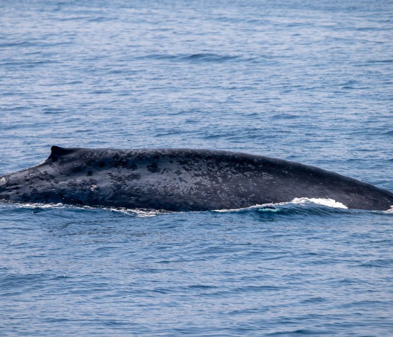 Cape Whale Expedition – Ocean Safari