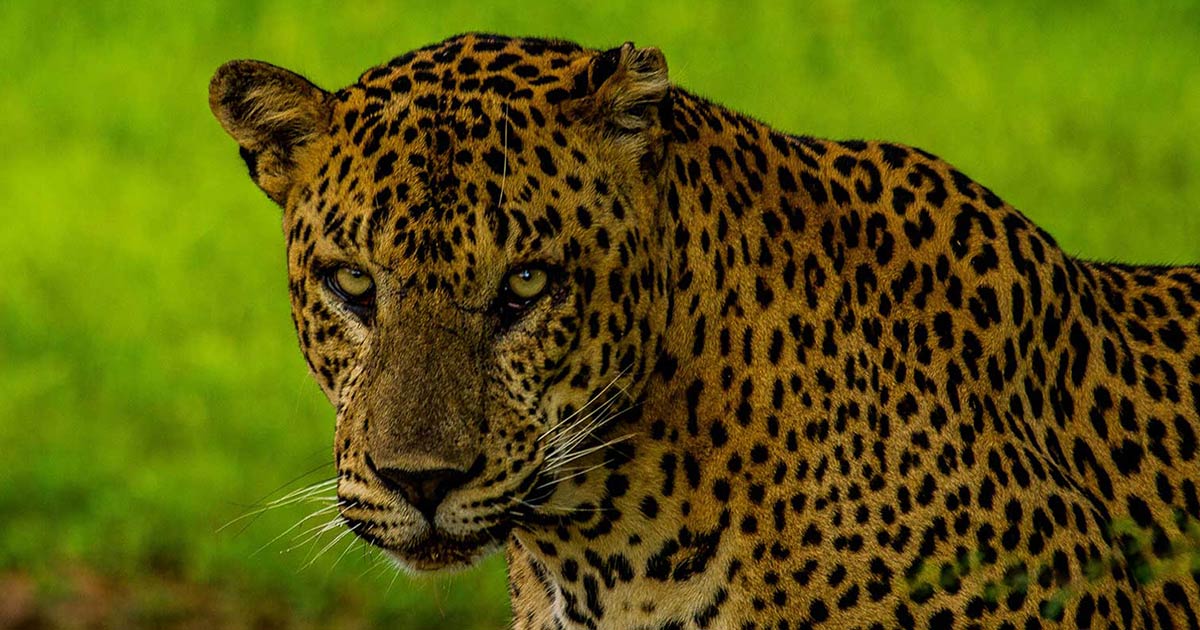 Yala’s Leopard Personalities (Part 1)