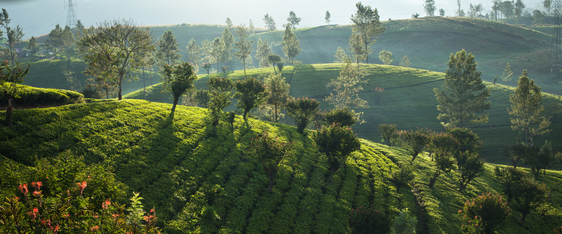 Resplendent Ceylon presents The Emerald Season