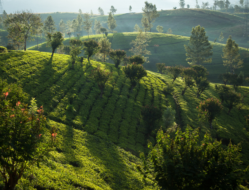 Trekking Between Bungalows at Ceylon Tea Trails – My Debut Hike