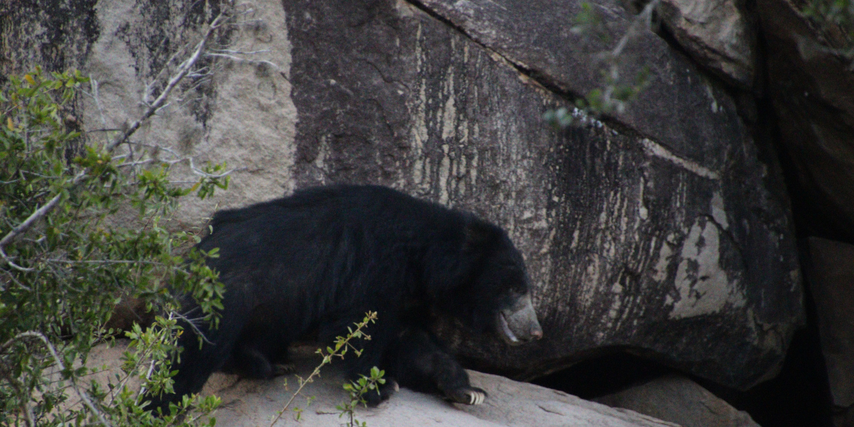 Sri Lankan Sloth Bear